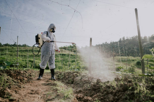 Best Termite Control Services  in Chilhowie, VA