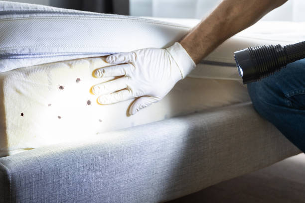 Best Pest Control Near Me in Chilhowie, VA