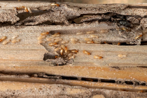 Best Cockroach Control Services  in Chilhowie, VA
